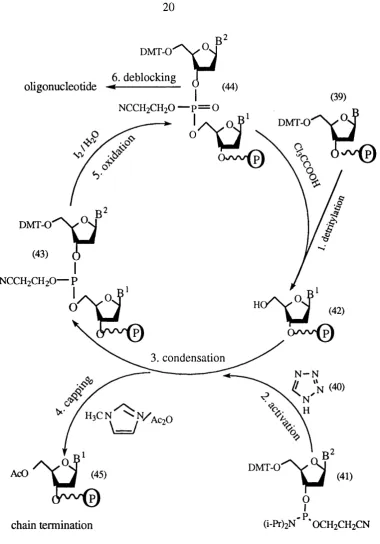 Figure 1.11. Chemistry of automated solid-phase phosphoramidite approach for DNA 