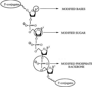 Figure 1.12. Potential sites for the introduction of modification in DNA.