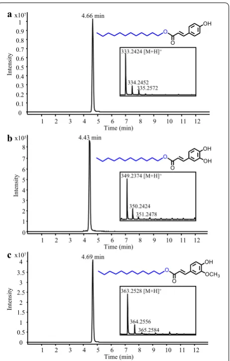 Fig. 6 Production of malate hydroxycinnamates in yeast. Representa‑tive LC–MS chromatograms obtained from analysis of the culture medium of a S