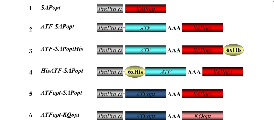 Fig. 1 Constructs for the expression of ATF-SAP in Pichia pastoris yeast. Schematic representation of SAP (1) or ATF-SAPs (2–6) chimeric fusions