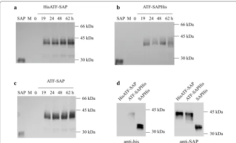 Fig. 3 Analysis of ATF-SAP expression in Pichia pastoris after codon usage optimization of the ATF domain