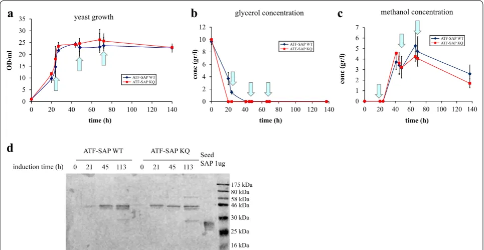 Fig. 4 Shake flask production of ATF-SAP WT and ATF-SAP KQ. Pichia pastoris growth curve (a), glycerol (b) and methanol (c) concentration were monitored before and after the induction of ATF-SAP WT (blue line) or ATF-SAP KQ (red line) expression