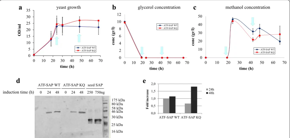 Fig. 5 Production of ATF-SAPs in bioreactor. Pichia pastoris growth curve (a), glycerol (b) and methanol (c) concentration were monitored before and after the induction of ATF-SAP WT (blue line) or ATF-SAP KQ (red line) expression