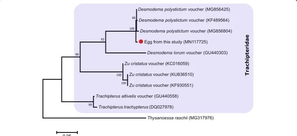 Fig. 2 Desmodema polystictum egg in late developing stage (tail but free from yolk), caught by CUFES showing the head and body of theembryo and the yolk