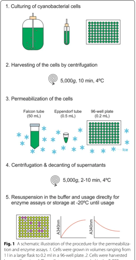 Fig. 1 A schematic illustration of the procedure for the permeabiliza‑tion and enzyme assays