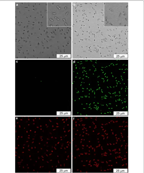 Fig. 2 Microscopic analysis of the Synechococcus sp. PCC 7002 negative control and B‑PER treated cells stained with the nucleic acid stain SYTOX Green
