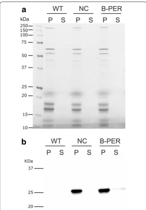 Fig. 3 Immunoblot analysis of YFP expressed in the Synechocystis 6803 (YFP‑mut strain) negative control and B‑PER treated cells