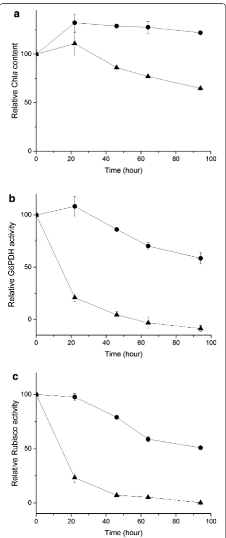 Fig. 5 Impact of storage temperatures on the Chl a content and activities of G6PDH and Rubisco in the permeabilized cells of Synechococcus 7002