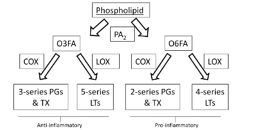 Figure 1 – Eicosanoid production (source: Champe et al.; 2008: 215). 