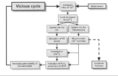 Figure 3 – Mechanisms of secondary muscle damage (source: Gissel, H; 2005: 172).  