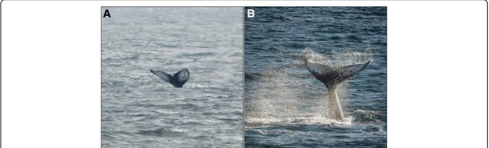 Fig. 1 Humpback whale ‘VYking’ as sighted in the Firth of Forth, Scotland (a) and Svalbard, Norway (b)