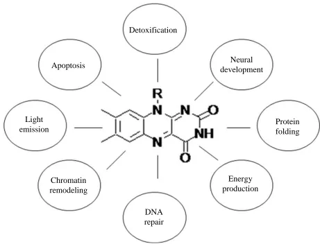 Figure 1.2. Sample of Biological Functions that Involve Flavoenzymes (4-10). (Modified from ref
