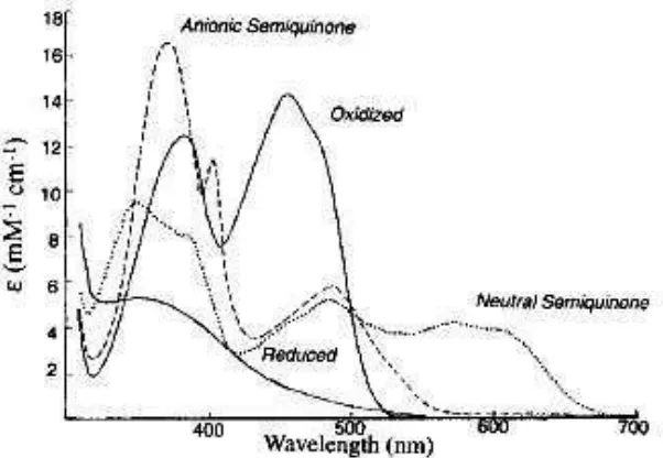 Figure 1.3. Redox and Ionization States of Flavins. (Modified from ref. (16)) 