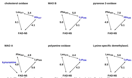 Figure 1.5.  Flavin Dependent Enzymes Displaying a Hydrophobic Residue Close to a Positive Charge that is Required for Oxygen Activation Close to the FAD-C(4a)-N5 Region