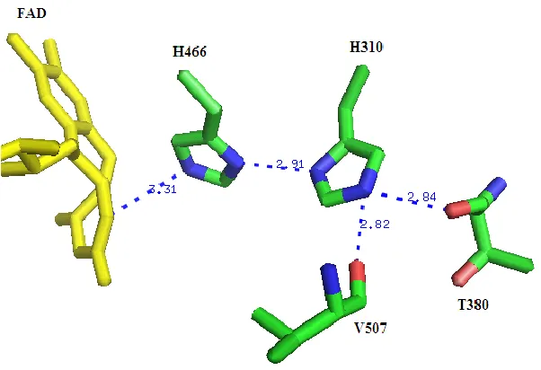 Figure 1.11. The Coordination of the Side-chain of His310 in the Crystal Structure of Wild-type Choline Oxidase (2JBV)