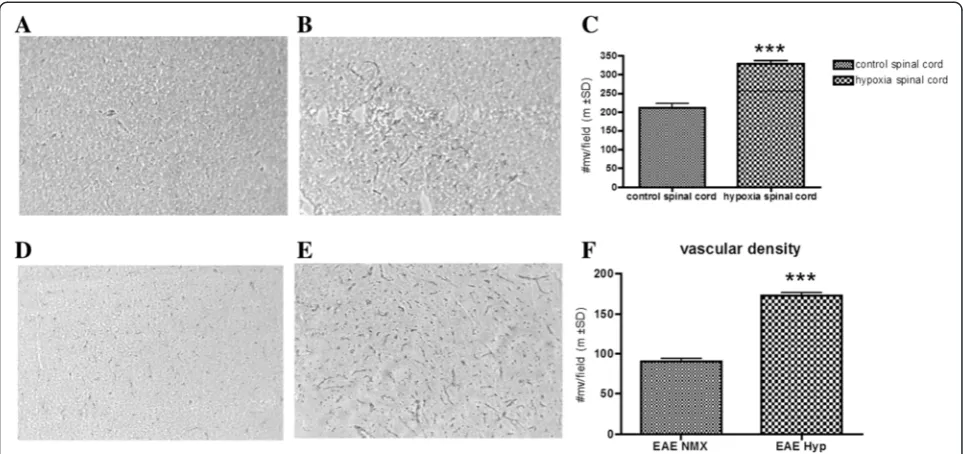 Fig. 1 Hypoxia resulted in increased capillary density. Spinal cord sections of mice exposed to 10 % hypoxia for 3 weeks and normoxic controls wereprepared as detailed in the “Materials and methods” section