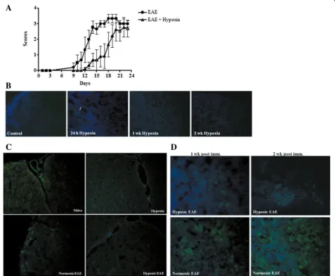 Fig. 2 Chronic mild hypoxia delayed onset of EAE and caused less tissue hypoxia. Mice were immunized with MOG35-55 peptide+ CFA