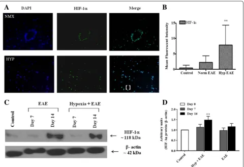 Fig. 3 HIF-1quantified using ImageJ program, and theSignificant differences between hypoxia-exposed and normoxic EAE mice are denoted withwere prepared at the indicated days post-immunization and analyzed for HIF-1and methodsre-probed withwere presented