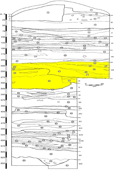Figure. 3.1. Master stratigraphy of the “Operation W263” with Layer VIII and IX hig-