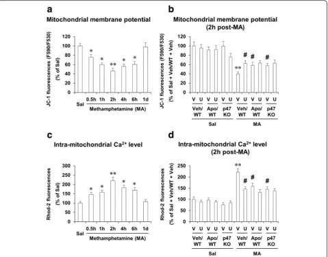 Fig. 3 Effects of U0126, apocynin, or p47phox knockout on mitochondrial dysfunction after MA treatment