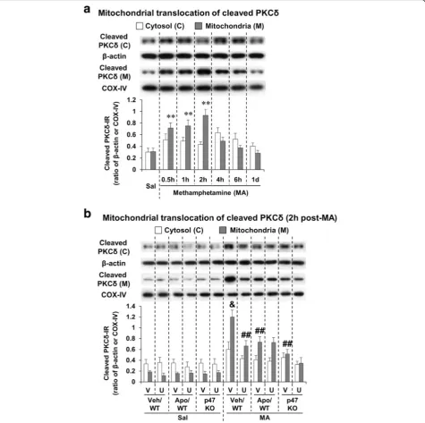Fig. 5 Effects of U0126, apocynin, or p47phox knockout on mitochondrial translocation of cleaved PKCDMSO] for U0126 or apocynin