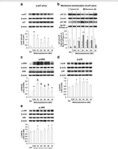 Fig. 1 MA-induced activation of p47phox and MAPKs. Phosphorylation (a) and membrane translocation (b) of p47phox and phosphorylations ofERK (c), p38 (d), and JNK (e) after MA treatment (35 mg/kg, i.p.)