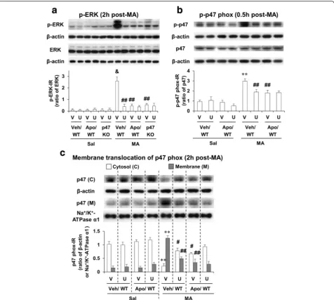 Fig. 2 Effects of U0126 and apocynin or p47phox knockout against MA-induced activations in ERK and p47phox