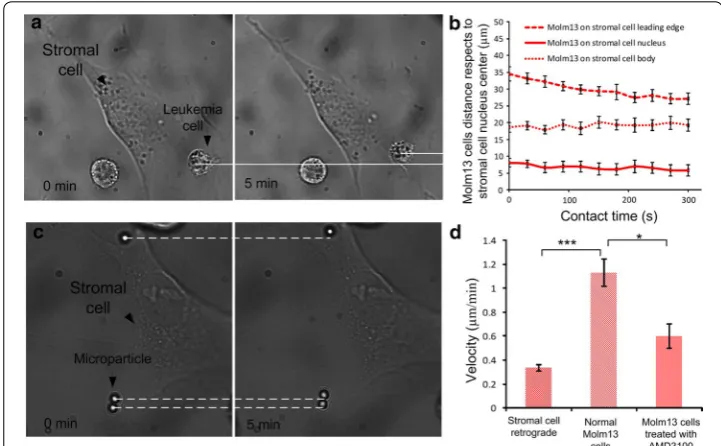 Fig. 7 stromal cell nucleus. tight adhesion. a Experimental images show that Molm13 cells migrate on the M210B4 cell leading edge toward the b Distance of Molm13 cells with respect to the nucleus center of M210B4 cells under c Experimental images show the 