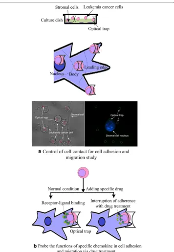 Fig. 2 Operation principle. cells were assembled in three different locations of stromal cells, namely, nucleus, cell body, and cell leading edge
