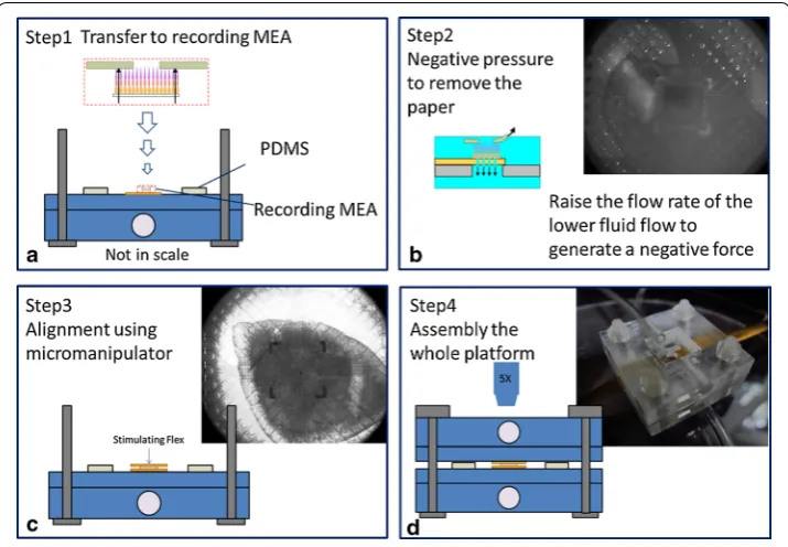 Fig. 4 Stepwise assembly of MTM platform. The paper was flipped and the RGC layer was facing down and contacted with the rMEA as the negative pressure that could hold the retinal tissue on the rMEA surface