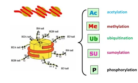 Figure 3. Nucleosome structure and posttranslational modification.  