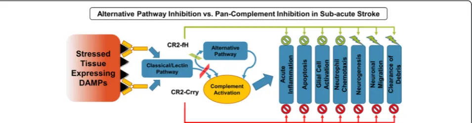 Fig. 13 Schematic depicting complement activation and the effects of CR2-Crry vs. CR2-fH on complement-dependent effector mechanisms afterischemic stroke