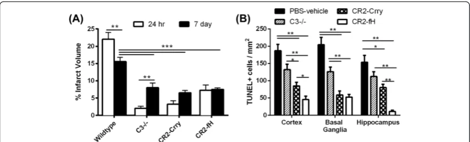 Fig. 1 Complement inhibition reduces cerebral injury and cell death following MCAO and 7 days reperfusion.analyzed by TUNEL immunostaining at 7 days after MCAO
