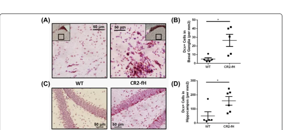 Fig. 4 CR2-fH increases subventricular zone neuronal proliferation and neuroblast presence at 7 days post-MCAO.n a Doublecortin (Dcx+) neuroblastswithin the ipsilateral SVZ at 7 days post-MCAO