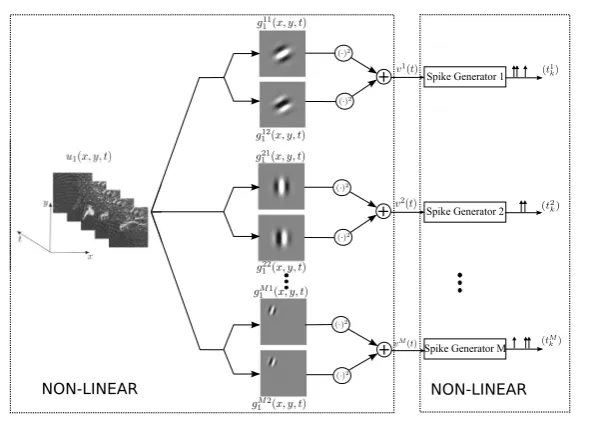 Fig. 1 A neural circuit consisting of a population of complex cells