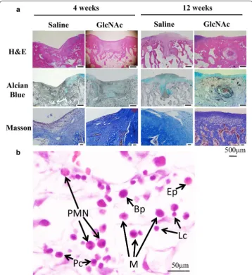 Fig. 3 blue staining at 4 and 12 weeks after operation. cells, including plasma cells (Pc), lymphocyte (Lc), polymorphonuclear neutrophils (PMN), basophil (Bp), a Representative histological images of the repaired area using H&E, Masson’s trichrome, and Alcian b The saline group contained representative inflammatory eosinophil (Ep) and Macrophage (M), in the reparative regions at 4 weeks