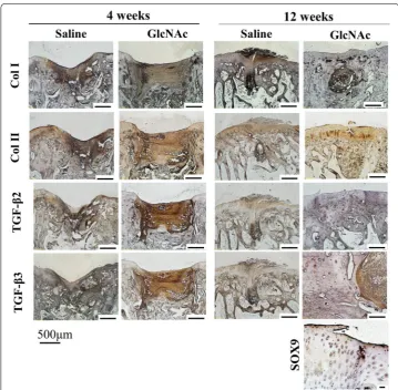 Fig. 4 Immunohistochemistry of the reparative areas for the specific proteins COL I and COL II, TGF‑β2 and TGF‑β3, and SOX9