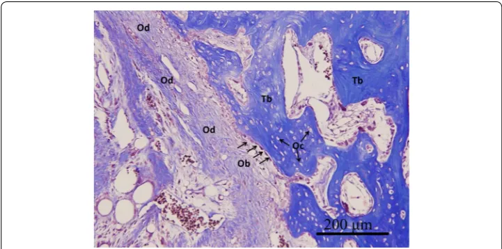 Fig. 5 At 12 weeks after operation, trabecular bone (Tb) embedded with mature osteocytes (Oc) in the reparative site was found in the GlcNAc group