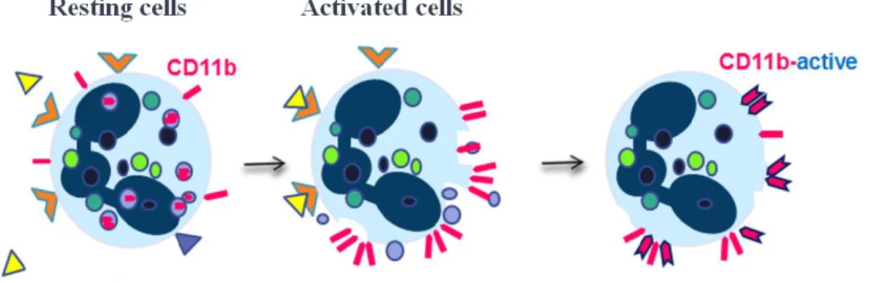 Figure 2. Neutrophil activation with stimuli, translocation of CD11b from granules to the surface of  the cells, and conformational changes in CD11b (CD11b-active epitope)
