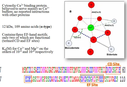 Figure 1.9. Summarizing the CD and EF binding domains of  α-parvalbumin and their pentagonal bipyramidal geometries