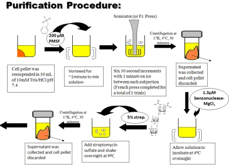 Figure 2.3. Summary of ProCA3 Purification Procedures. 