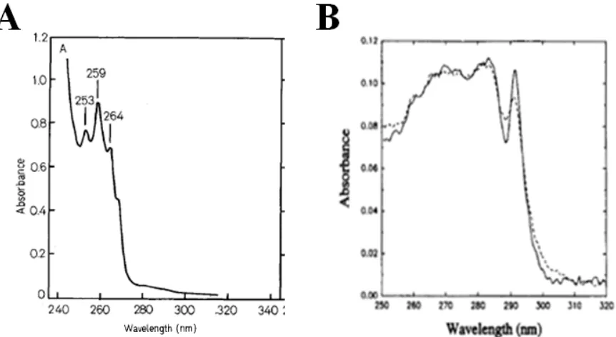 Figure 2.5.Published UV spectrum of Parvalbumin. (A) Wildtype. (B) Parvalbumin-F103W; Dashed line, metal-free form; solid line, Ca2+ loaded form [25, 35]