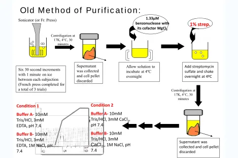 Figure 3.8. Original purification protocol prior to modifications.  