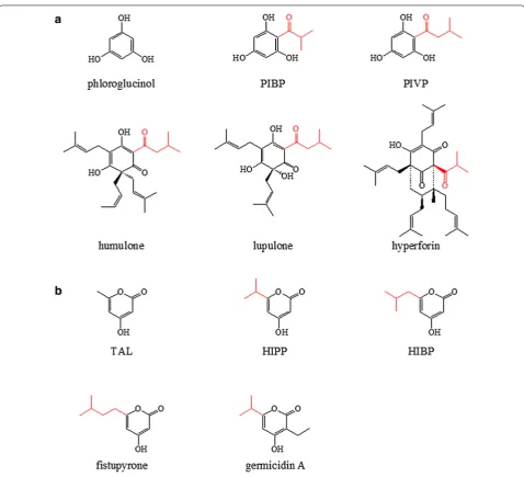 Fig. 1 Examples of phloroglucinols (4-hydroxy-6-methyl-2-pyrone (triacetic acid lactone); a) and 2-pyrones (b) synthesized by type III PKS
