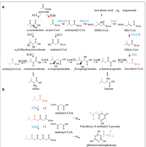 Fig. 2 The biosynthetic pathway of phlorisovalerophenone (PIVP) and 4-hydroxy-6-isobutyl-2-pyrone (HIBP) constructed from glucose in aby dehydration, decarboxylation and reduction