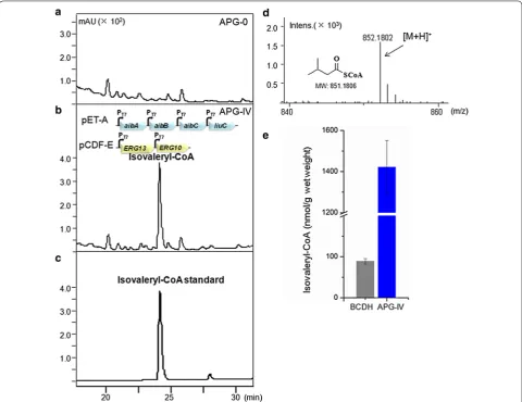 Fig. 3 Engineered synthesis of isovaleryl-CoA by E. coli strains. a HPLC analysis of chemical profiles produced by E