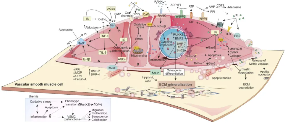 Figure 2 The impact of uremic toxins on CKD-induced VSMC dysfunction and VC. Due to hyperphosphatemia, hypercalcemia, elevated oxidative stress, andECM