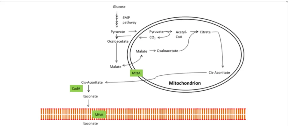 Fig. 1 Itaconic acid production pathway in Aspergillus terreus. The itaconic acid biosynthesis pathway in Aspergillus terreus