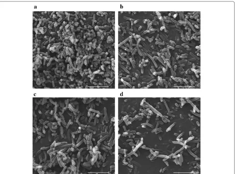 Fig. 1 Electron microscopy study on morphology of E. coli JM109 deleting minC or/and minD