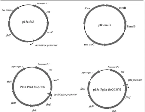 Fig. 3 Structures of plasmids used in this study. Plasmid p15a‑ftsZ, under an arabinose promoter, was used to control the expression of ftsZ; Plasmid ptk‑mreB with a mreB promoter was constructed; Plasmid p15a‑Pbad‑ftsQLWN, under the arabinose promoter, was used to control the expression of ftsQLWN; Plasmid p15a‑Pglta‑ftsQLWN, under the glta promoter, regulated the expression of ftsQLWN